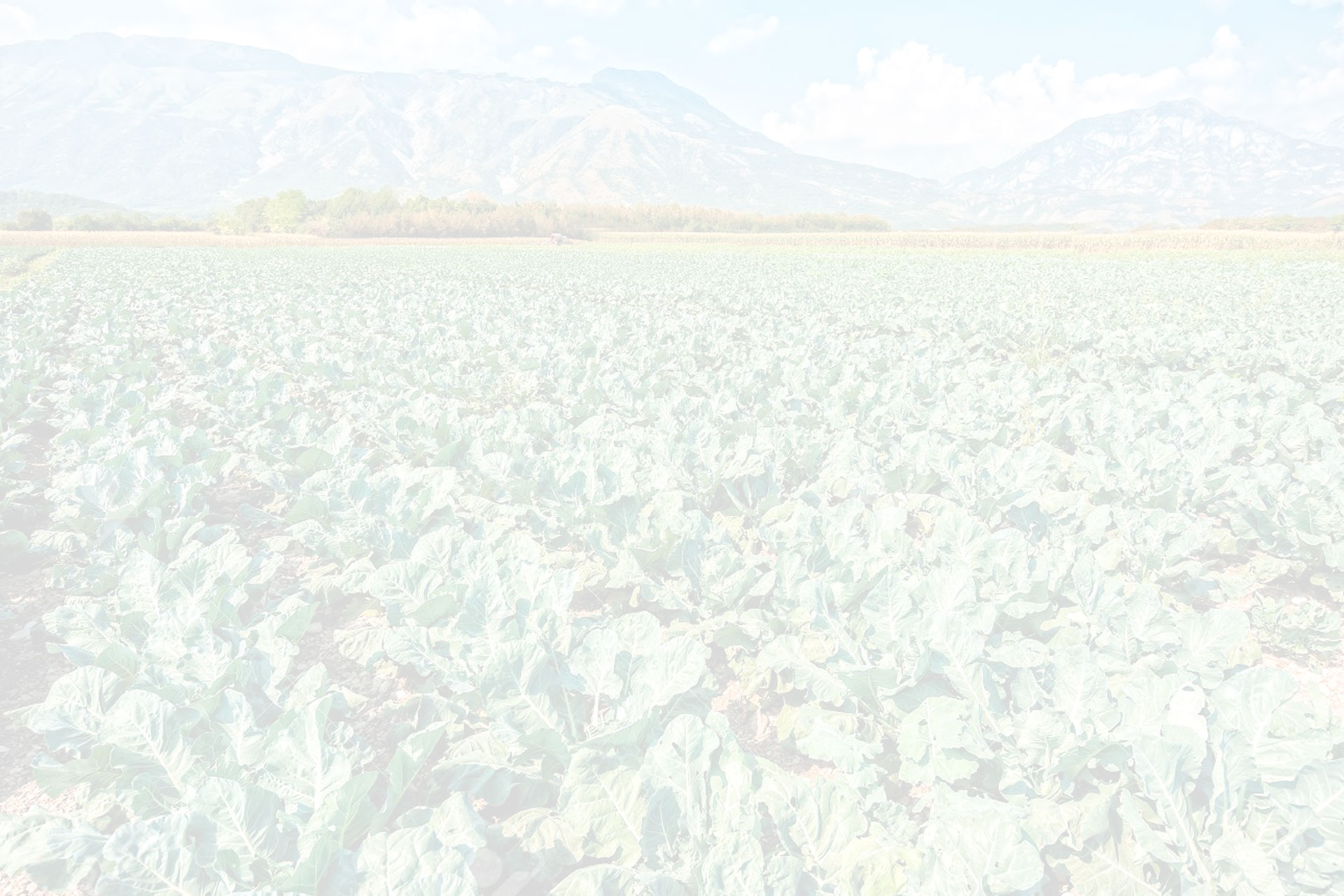 Cultivo de brócoli en campo