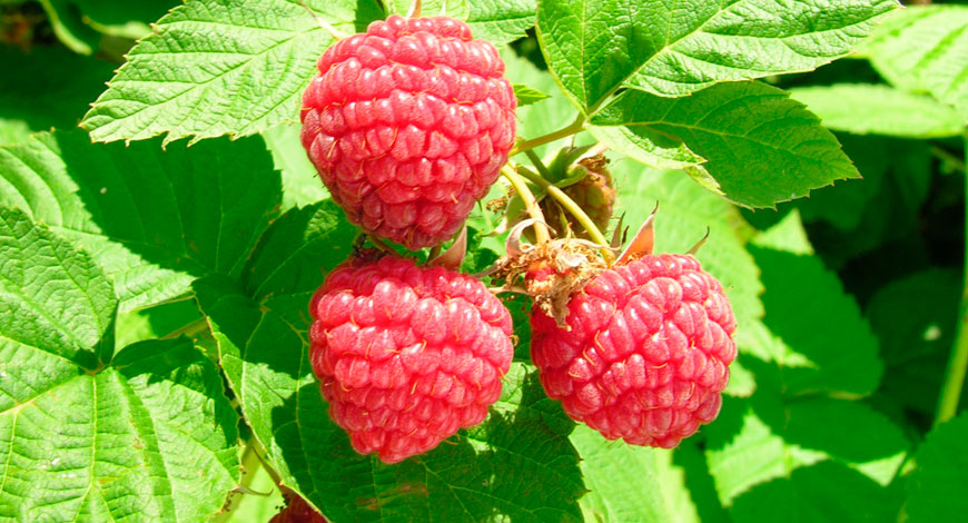 Frambuesas en planta
