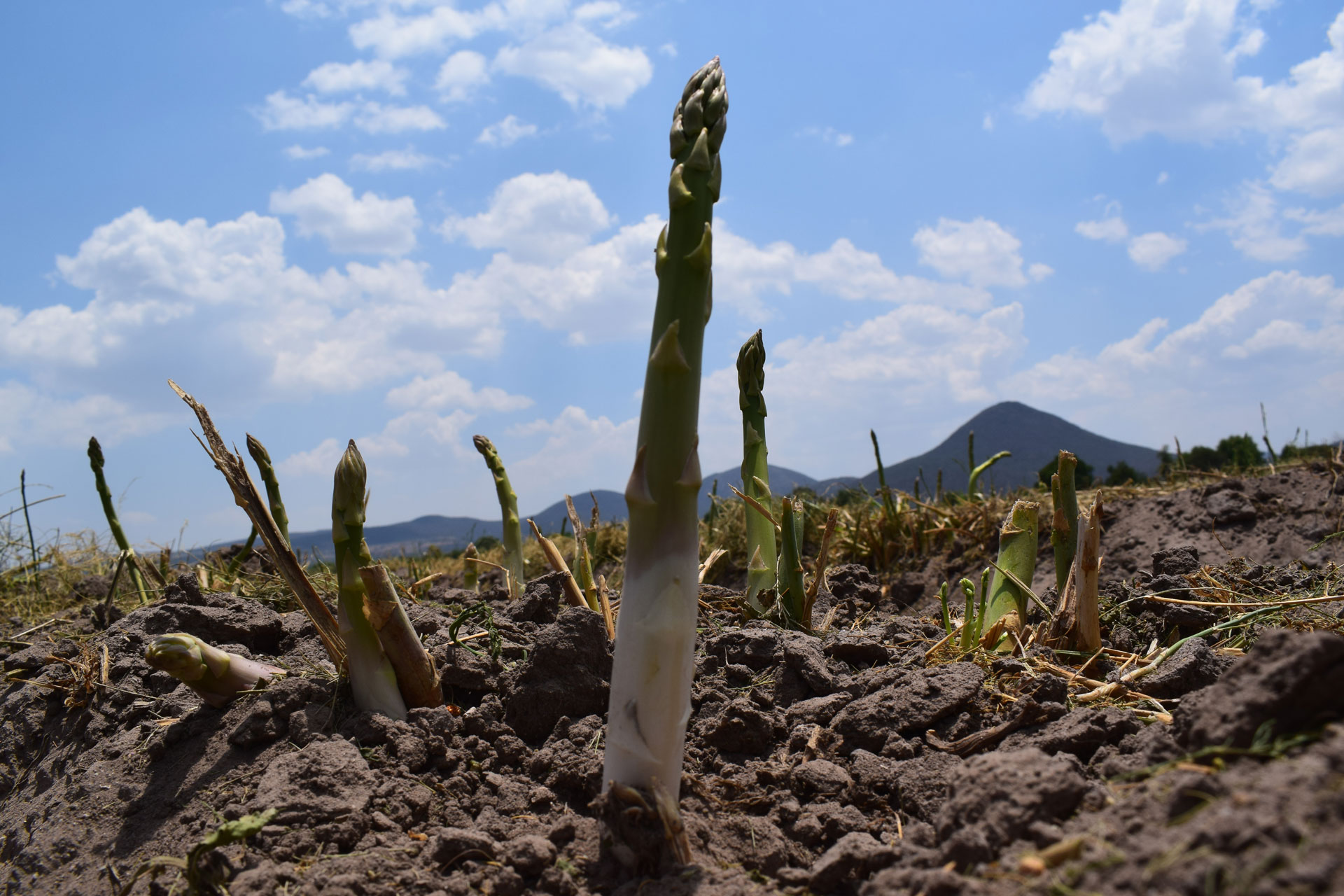 Espárrago en campo