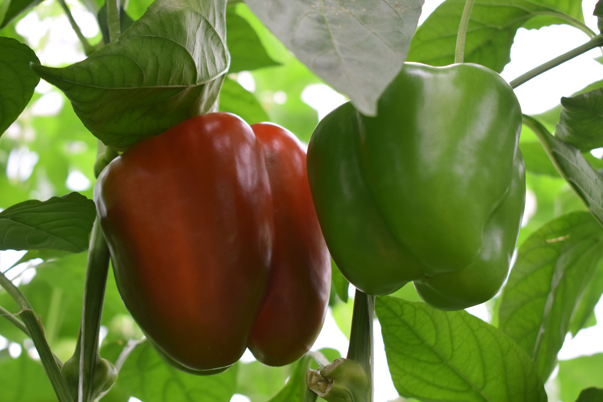Bell Peppers creciendo en invernadero