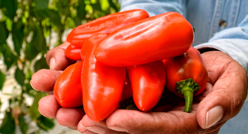 Palermo Peppers recién cosechados